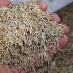 Popular Types of Grass Seed