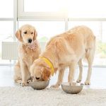 <strong>Cold-Pressed Dog Food Basics for Every Pet Owner</strong>