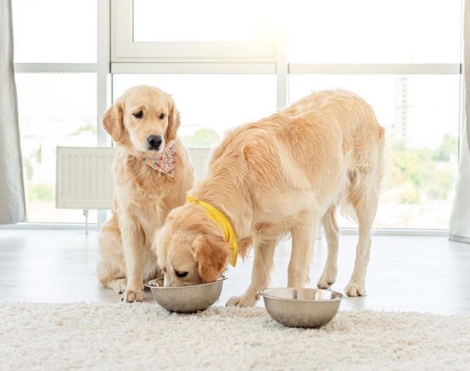 Cold-pressed dog food, dog eating