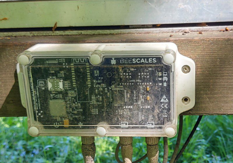 weighing a beehive with a beehive scale