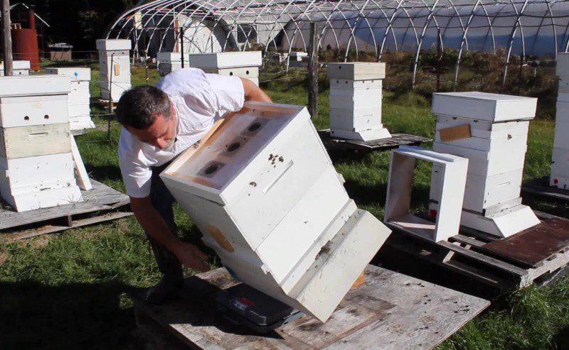 beehive scales for weighing the beehive with tilting