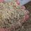 Popular Types of Grass Seed