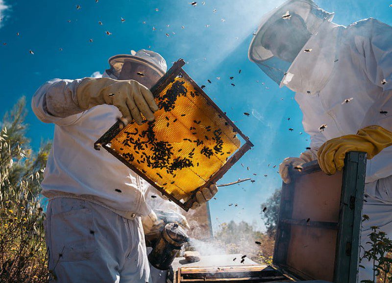 beekeeper’s suit is an essential part of beekeeping equipment