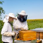 Tips for Buying Used Beekeeping Equipment