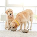 Cold-Pressed Dog Food Basics for Every Pet Owner