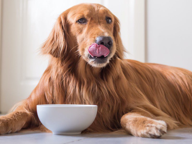 Cold-pressed food for dogs is cooked fast at low temperatures