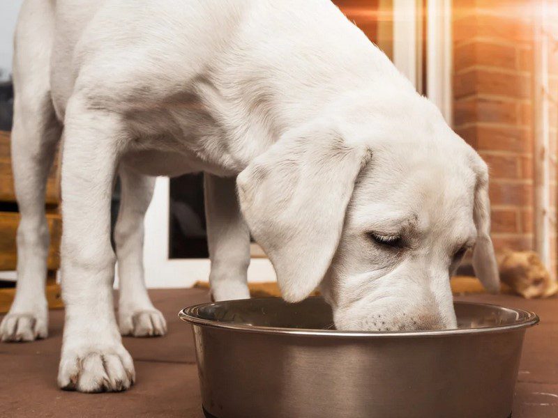Cold-pressed dog food offers more benefits for your dog