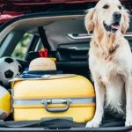 Ultimate Guide to Choosing a Trunk Liner trunk liner