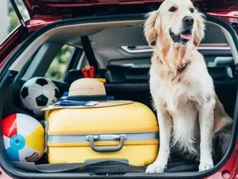 trunk liner